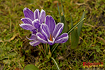 Krokusse