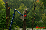 Der Baum hat sich ein Tag davor auf seine Art und Weise verabschiedet