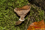 Pilz am alten Baumstamm