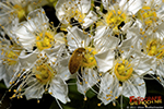 Blüten mit kleinen Käfer