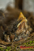 Vogelküken im Nest