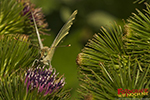 Schmetterling auf Distel