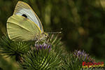 Schmetterling auf Distel